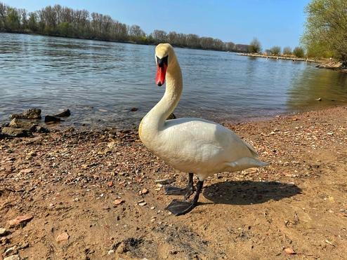 Die Flussbestattung im Rhein für Ober-Olm