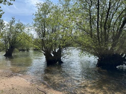 Die Rheinbestattung für Ober-Olm